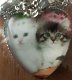 Katten in hart kettings - 4 - Thumbnail