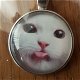 Katten in cirkel kettings - 5 - Thumbnail