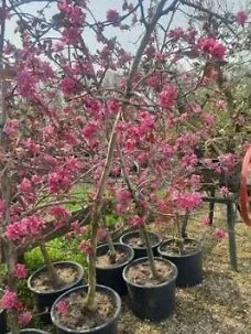 RED LOVE Appelbomen