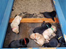 Labrador Retriever Pups