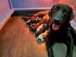 Labrador Retriever Pups - 1 - Thumbnail