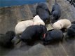 Labrador Retriever Pups - 3 - Thumbnail