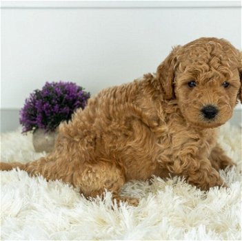 Top Class Golden Doodle puppies Available - 0