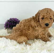  Top Class Golden Doodle puppies  Available