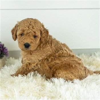 Top Class Golden Doodle puppies Available - 1