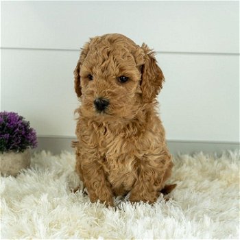 Top Class Golden Doodle puppies Available - 2