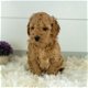 Top Class Golden Doodle puppies Available - 2 - Thumbnail