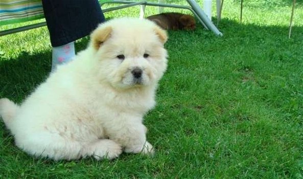 Chow-Chow zu verkaufen. - 2