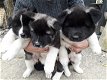 Japanischer Akita. - 2 - Thumbnail