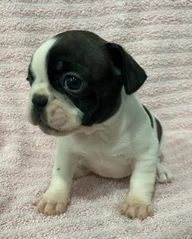 Rasechte Franse Bulldog-puppy's - 0