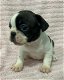 Rasechte Franse Bulldog-puppy's - 0 - Thumbnail