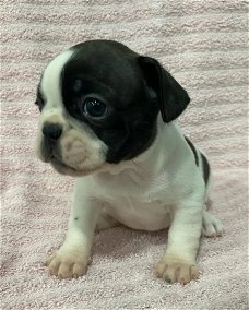 Rasechte Franse Bulldog-puppy's