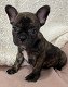 Rasechte Franse Bulldog-puppy's - 1 - Thumbnail