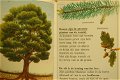 Bomen, elk seizoen anders - 1 - Thumbnail