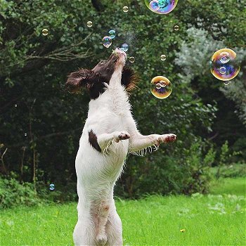 Bubble Dog Bellenblaas Pistool Pindakaas - 1