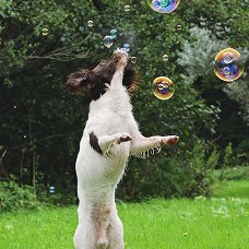Bubble dog navulling bellenblaas pindakaassmaak