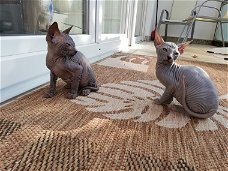 Sphynx met stamboom