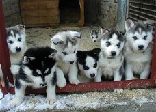 100% schone Siberische husky-pups