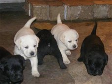 mooie labrador retriever pups 