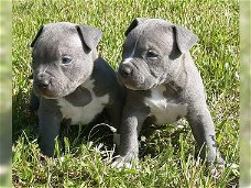 American pitbull pups