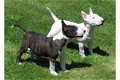 Bull terrier pups - 0 - Thumbnail