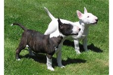 Bull terrier pups