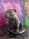 Stafford Bull Terriër beeld op urn als set of los te koop - 4 - Thumbnail