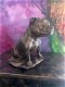 Stafford Bull Terriër beeld op urn als set of los te koop - 6 - Thumbnail