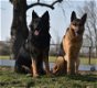 Duitse herder pups - 5 - Thumbnail