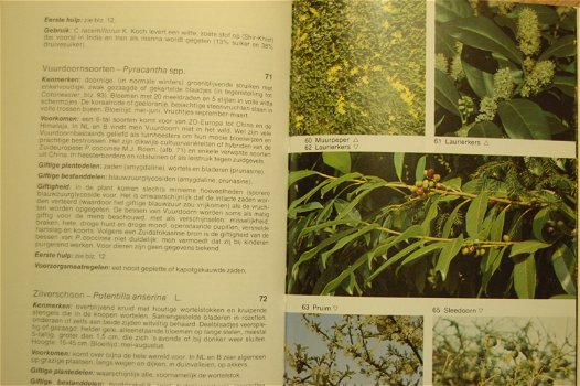 Giftige planten gids - 3