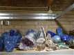 Lapis Lazuli ovaal(06) - 5 - Thumbnail