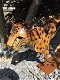 Een geweldig beeld van een jaguar-mooi in kleur-kunstwerk - 0 - Thumbnail