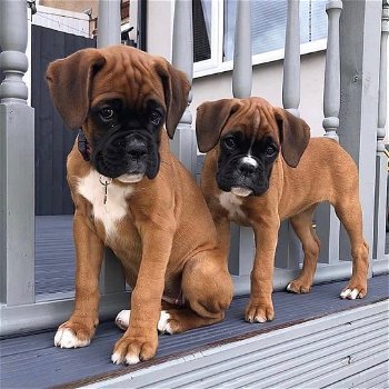 Schattige Boxerpuppy's - 0