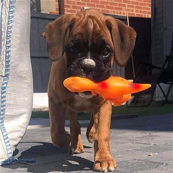 Schattige Boxerpuppy's - 1