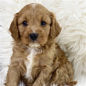 Rasechte Cavapoo-puppy's - 0