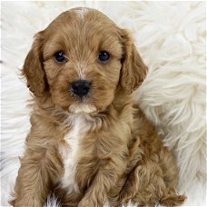 Rasechte Cavapoo-puppy's