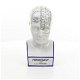 Een porseleinen phrenology hoofd in blauwe kleuring - 5 - Thumbnail