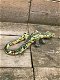 Een prachtige salamander in mozaiek stijl, vrolijk beeldje - 5 - Thumbnail