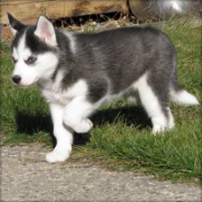 Siberische Husky te koop