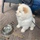 Chow Chow-puppy's te koop - 0 - Thumbnail