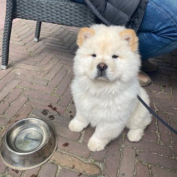 Chow Chow-puppy's te koop - 1