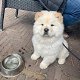 Chow Chow-puppy's te koop - 1 - Thumbnail