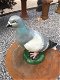 Leuk beeld, in kleur, van een duif, gemaakt van gietijzer - 7 - Thumbnail