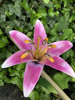 Metalen lelie, leuke decoratie voor in de tuin,lelie,bloem - 0