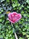Metalen roos, leuke decoratie voor in de tuin- roos-kado - 0 - Thumbnail
