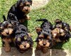 Schattige Yorkie Yorkshire Terrier-puppy's - 0 - Thumbnail