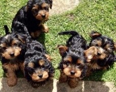 Schattige Yorkie Yorkshire Terrier-puppy's