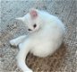 Turkse Van kittens - 0 - Thumbnail