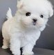 Charmante theekopje Maltese puppy's voor adoptie - 0 - Thumbnail