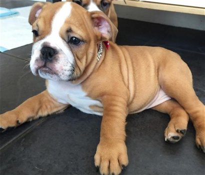 Puur bruin en wit ENGELSE BULLDOG-puppy's - 0